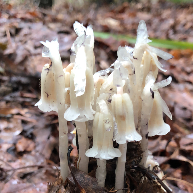Ghost plant
