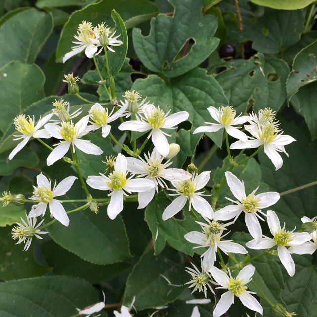 Virgin's bower