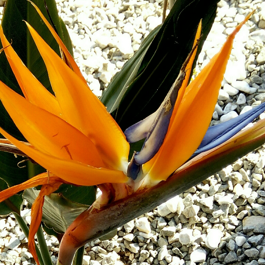Bird of paradise