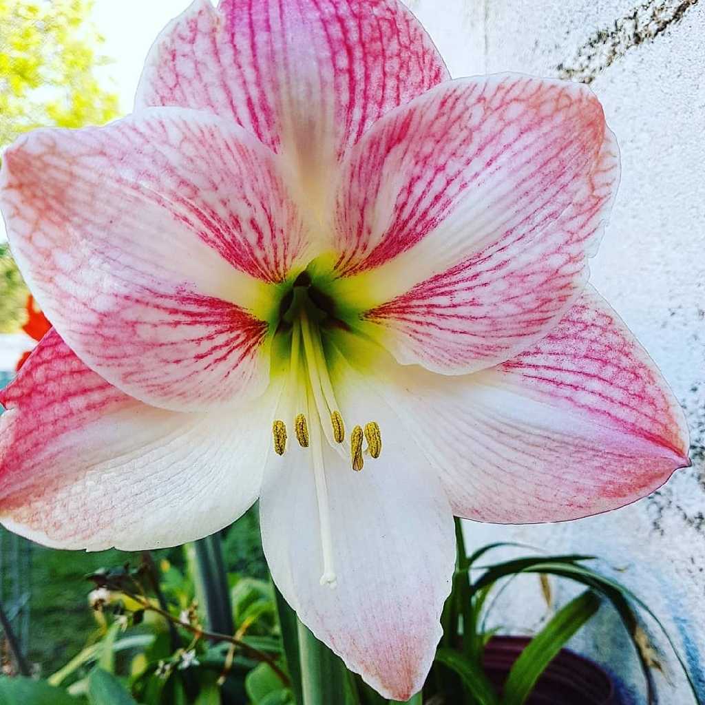 Common amaryllis