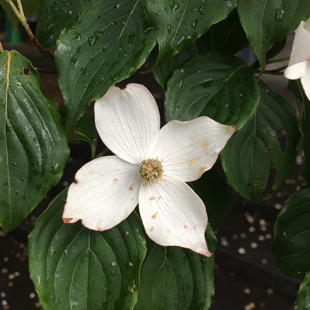 Flowering dogwood
