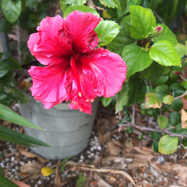 How to care for Chinese hibiscus - Complete Plant Care Guide | PlantSnap -  Plantsnap - Identify Plants, Trees, Mushrooms With An App