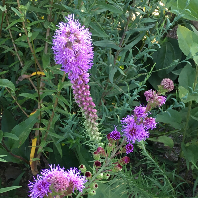 Blazing star