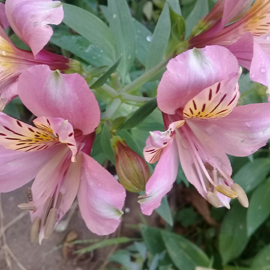 Peruvian lily