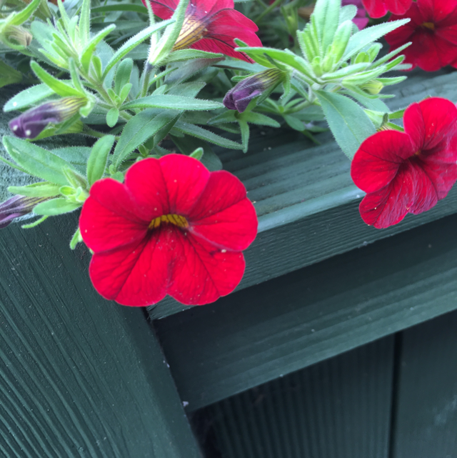 Petunia