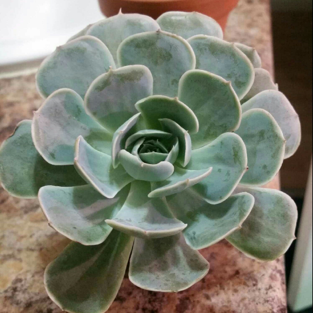 Ghost echeveria