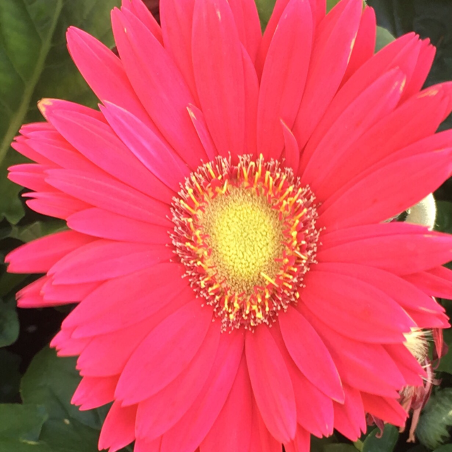 Transvaal daisy
