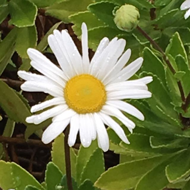 Oxeye daisy