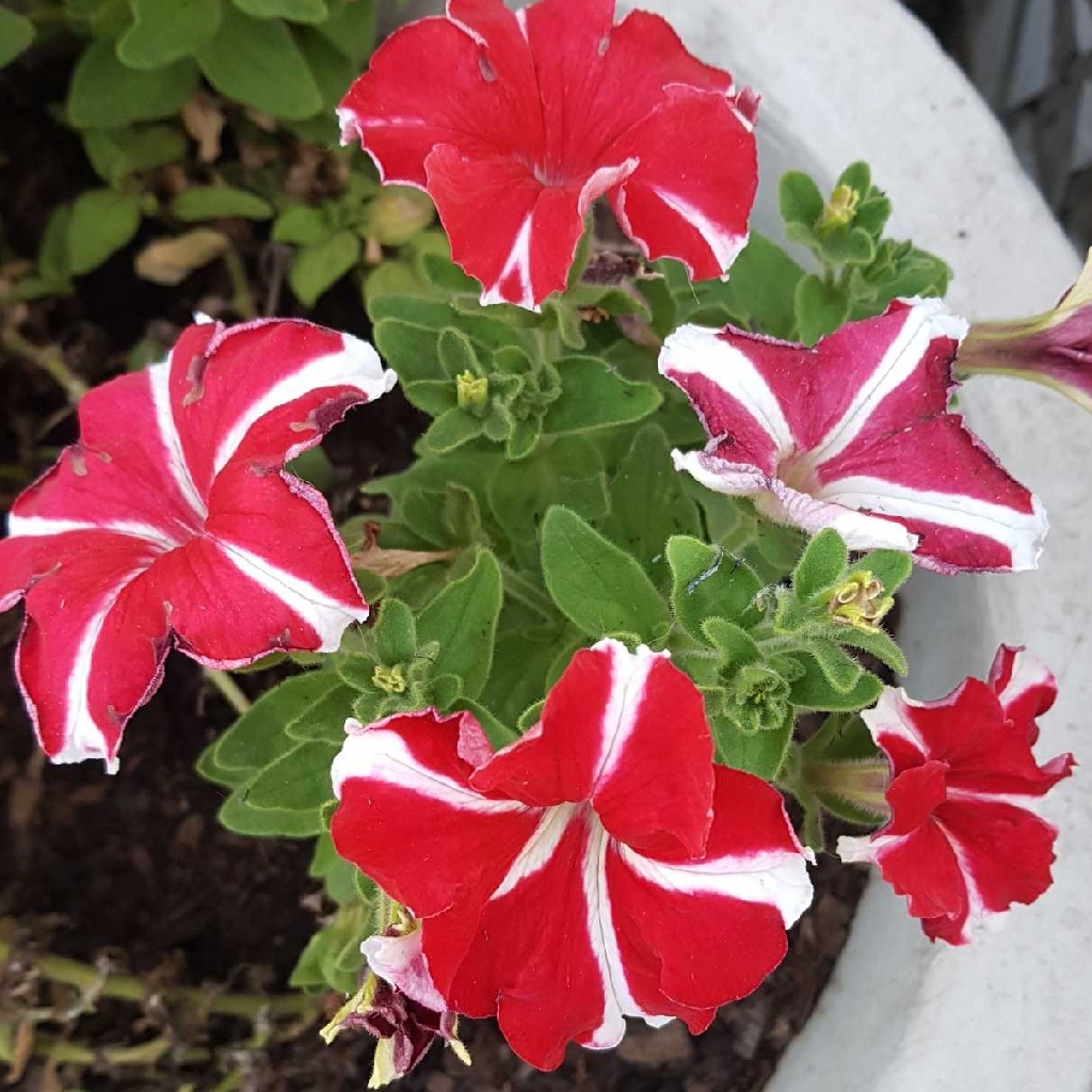 Grandiflora petunia