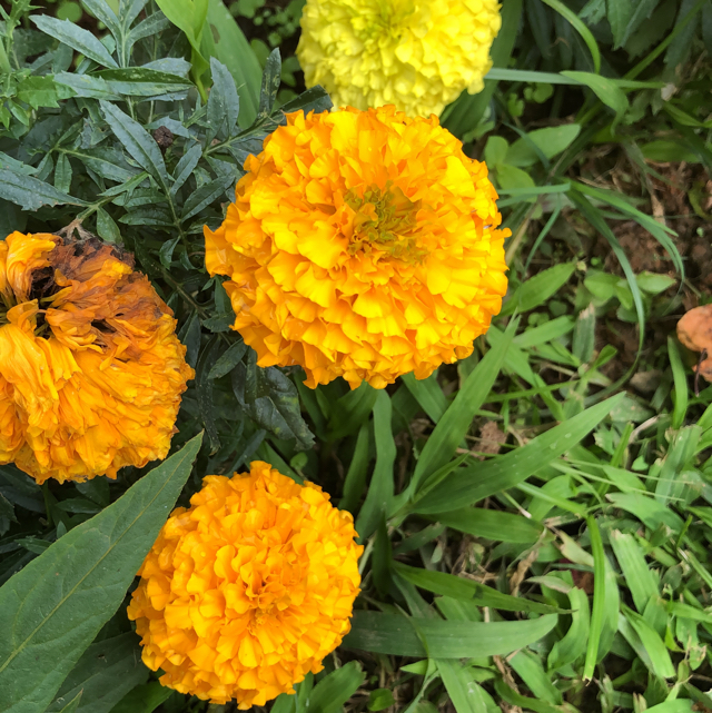 Mexican marigold