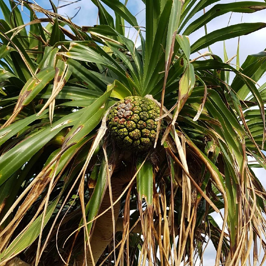 How to care for Pandanus - Complete Plant Care Guide | PlantSnap -  Plantsnap - Identify Plants, Trees, Mushrooms With An App