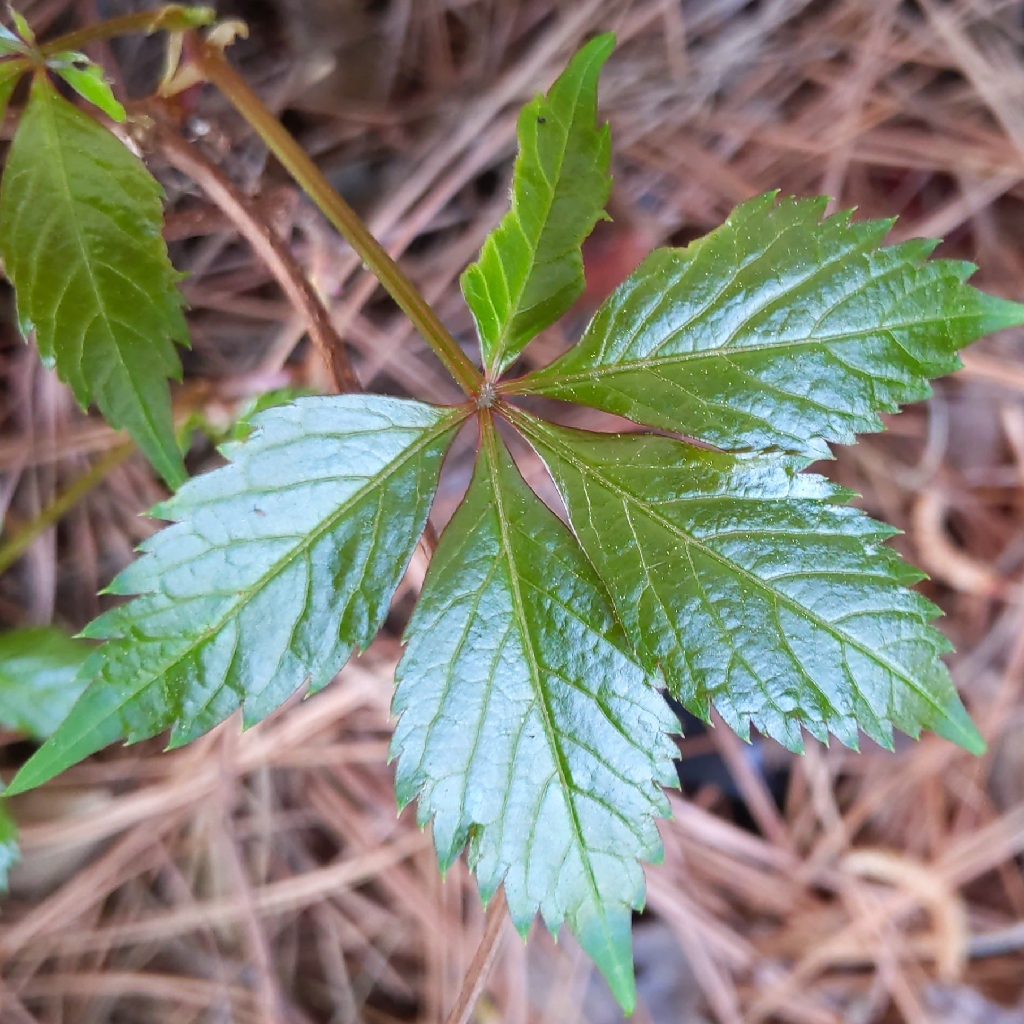 Virginia creeper