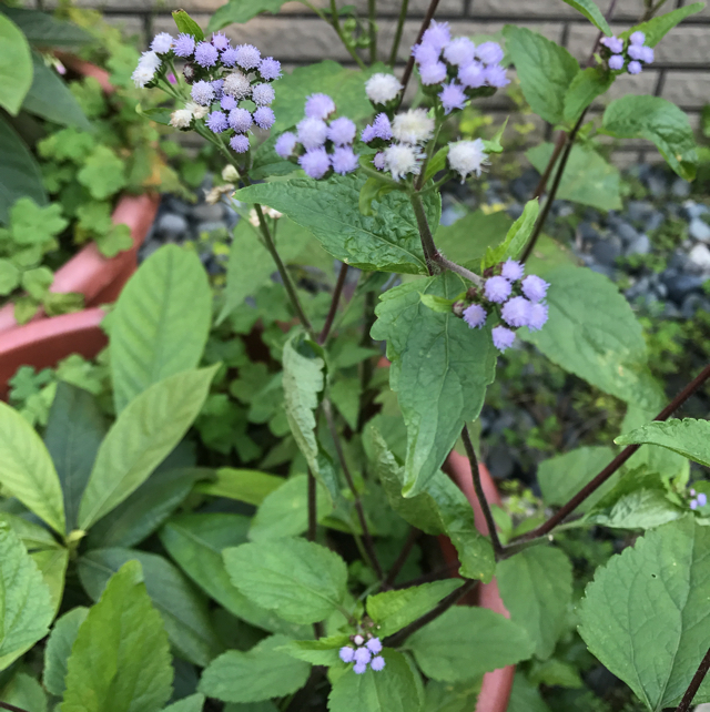 Blue mistflower