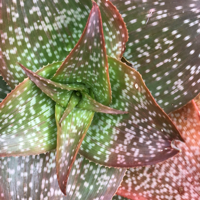 Soap aloe