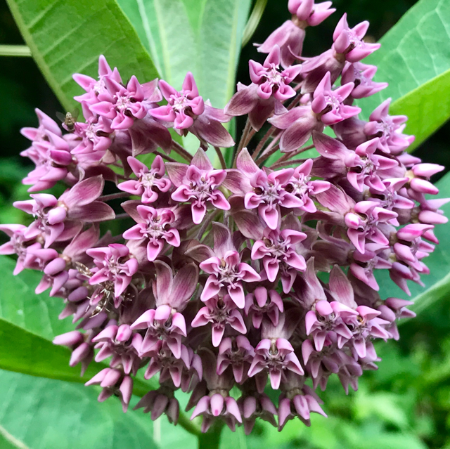 Common milkweed