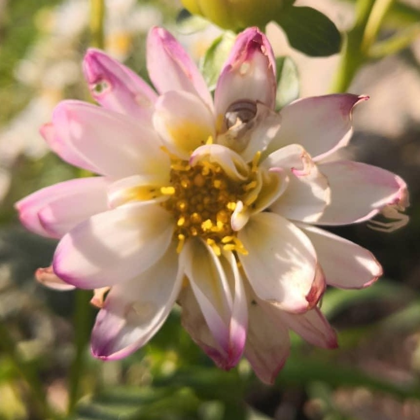 Garden dahlia