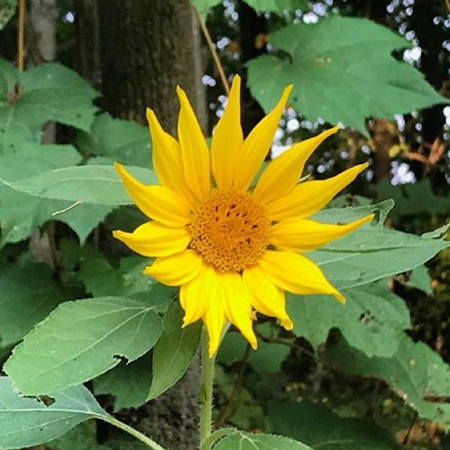Mexican sunflower