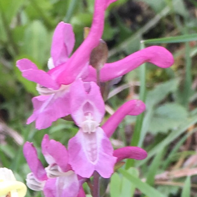 Hollowroot