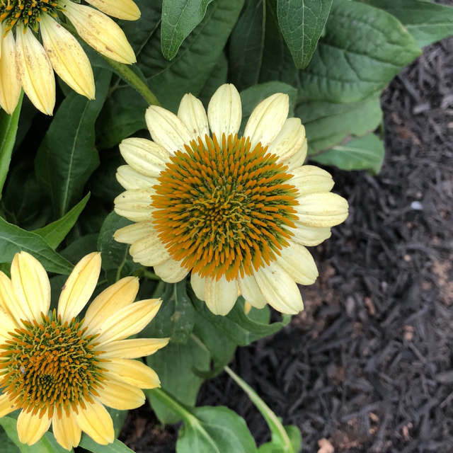 Purple coneflower