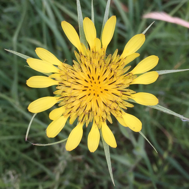 Yellow salsify