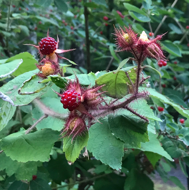 Japanese wineberry - Plantsnap - Identify Plants, Trees, Mushrooms With An  App