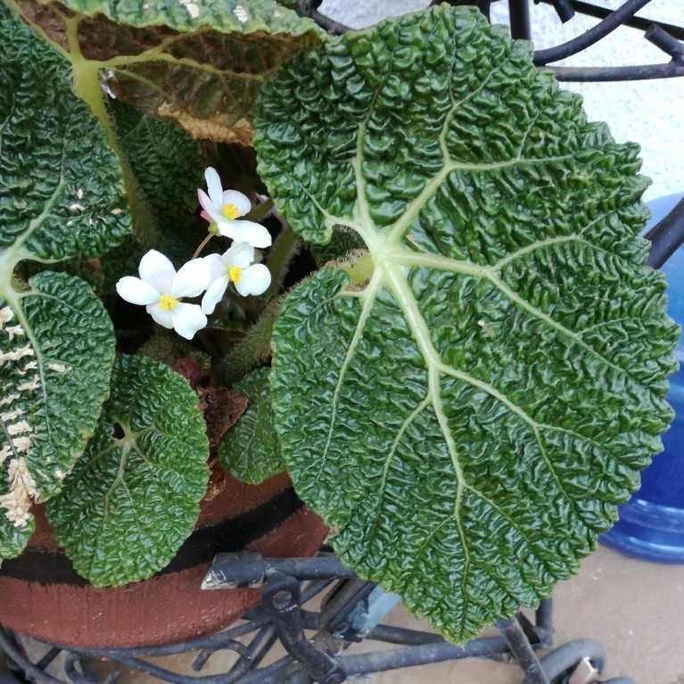 Begonia crispula