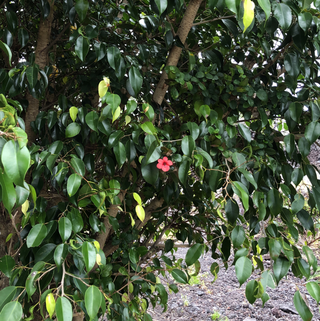 How to care for Weeping fig - Complete Plant Care Guide | PlantSnap -  Plantsnap - Identify Plants, Trees, Mushrooms With An App