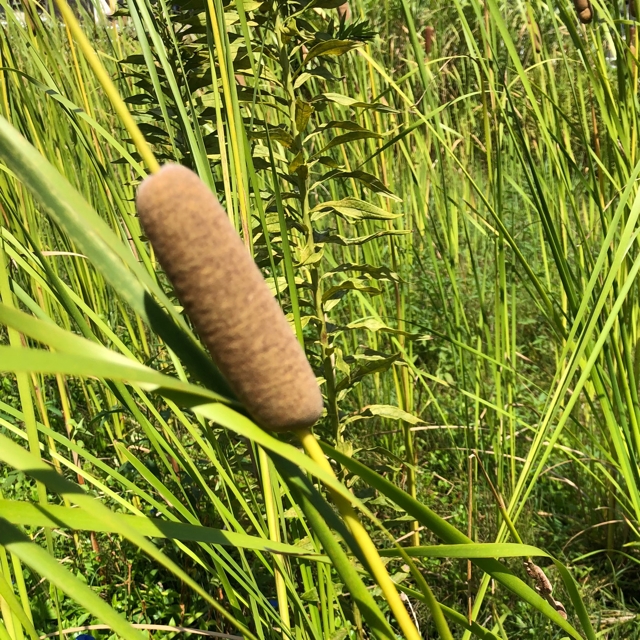 Common cattail
