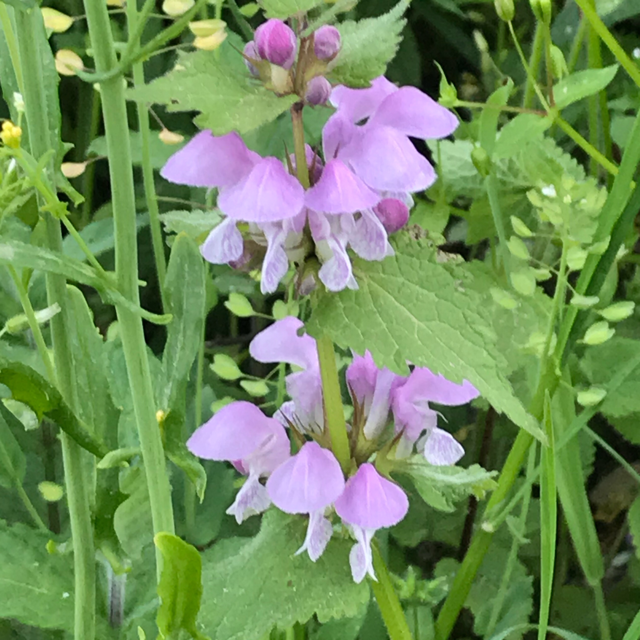 Sweet pea