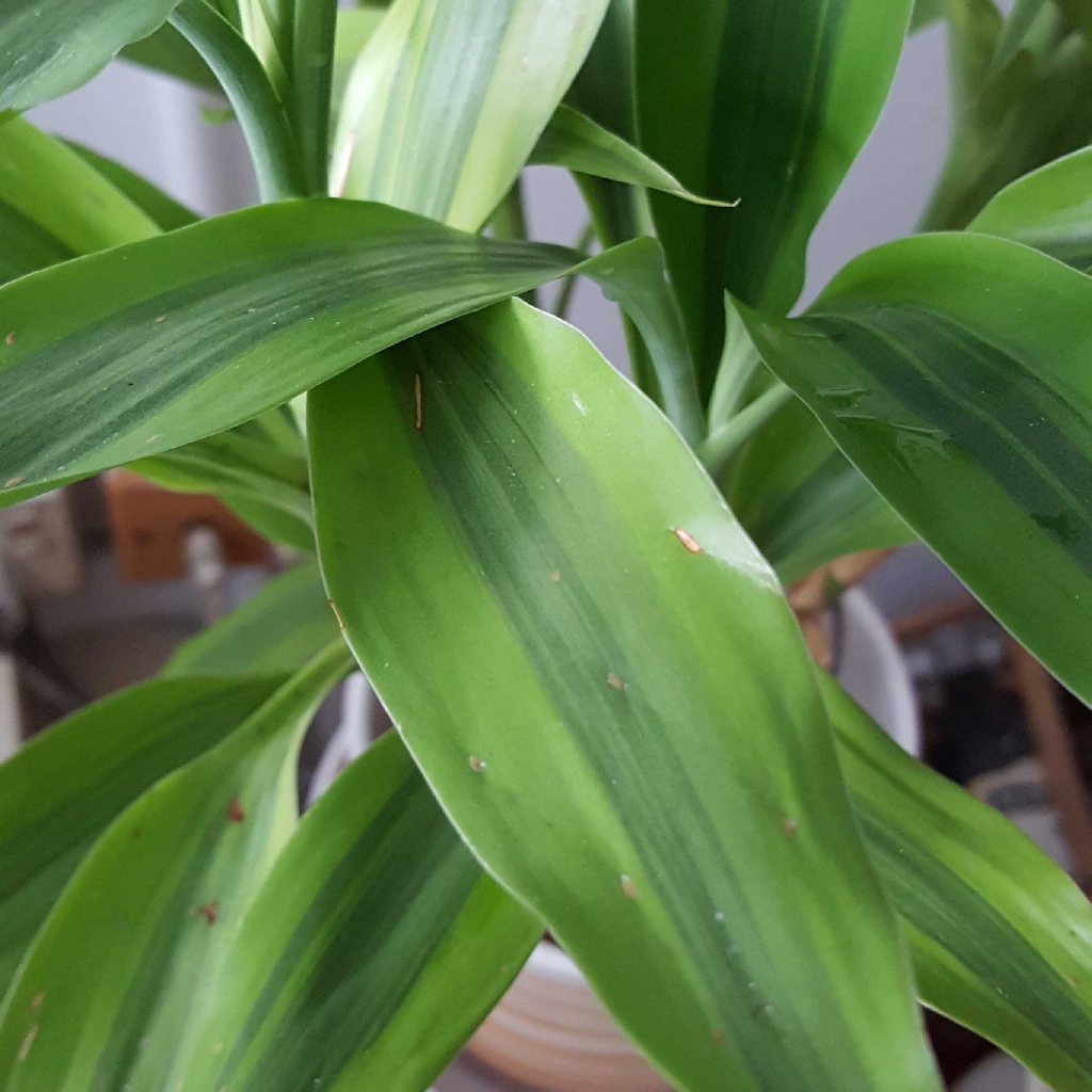 Lucky bamboo