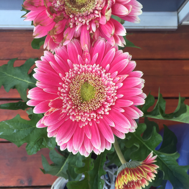 Barberton daisy