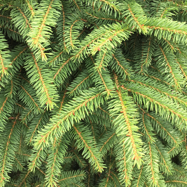 Balsam fir