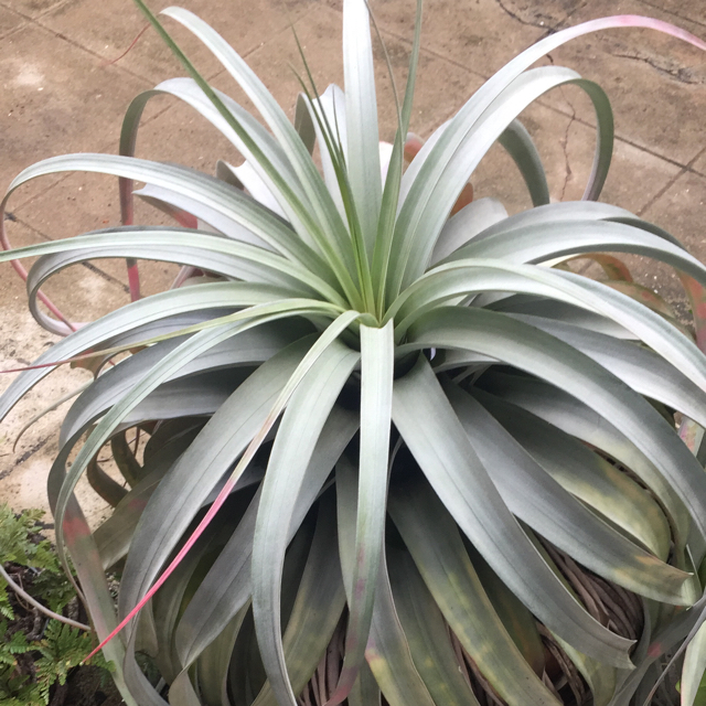 Air plant