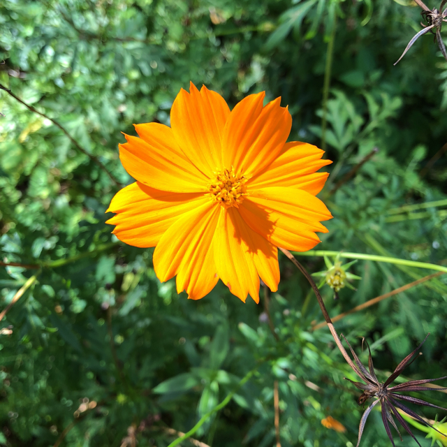 Sulfur cosmos