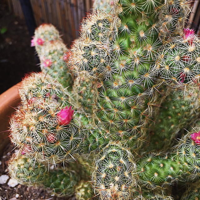 Gold lace cactus