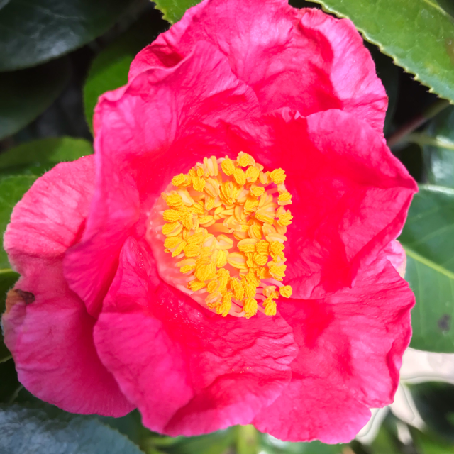 Camellia