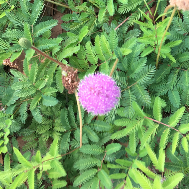 Sensitive plant