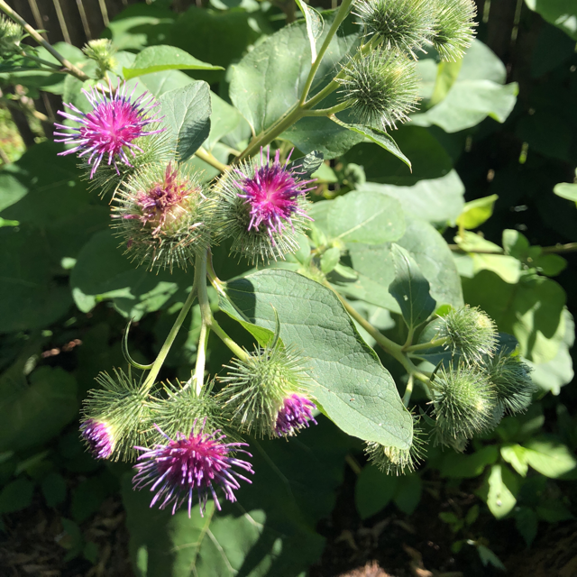 Greater burdock