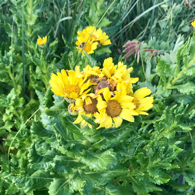 Garland chrysanthemum