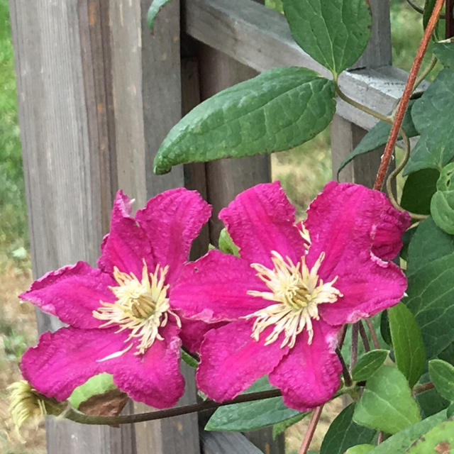 Italian Leather Flower (Clematis viticella)