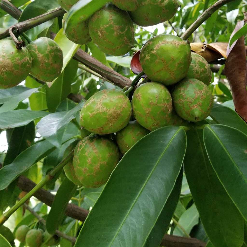 False mangosteen