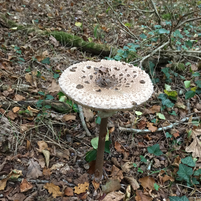 Parasol mushroom