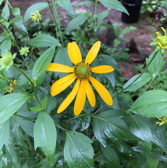 Cutleaf coneflower