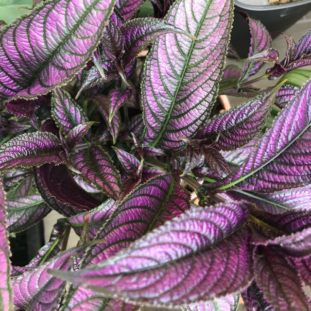 Persian shield