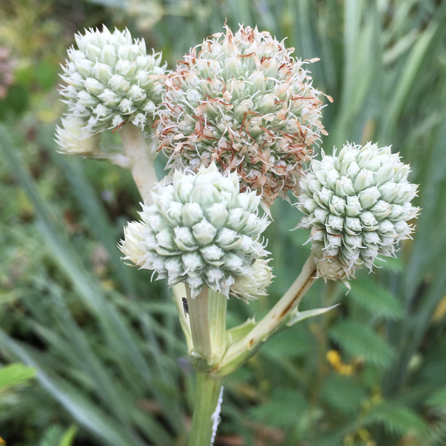 Plantsnap Identify Plants, Trees, Mushrooms With An App
