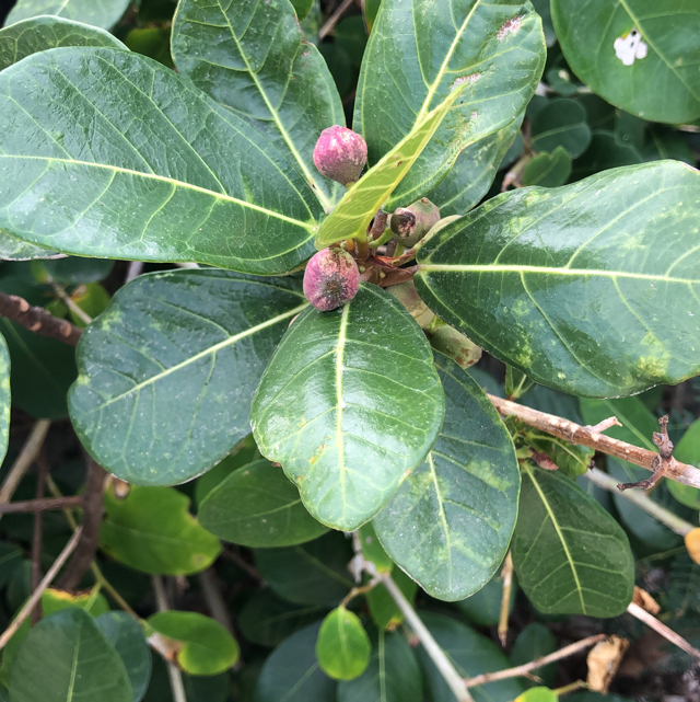 How to care for Banyan tree - Complete Plant Care Guide | PlantSnap -  Plantsnap - Identify Plants, Trees, Mushrooms With An App