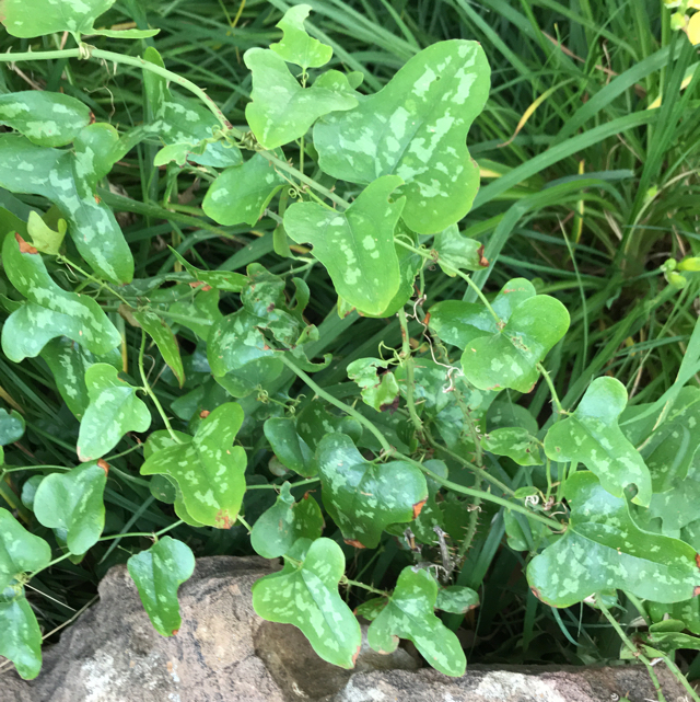 How to care for Saw greenbrier - Complete Plant Care Guide | PlantSnap -  Plantsnap - Identify Plants, Trees, Mushrooms With An App