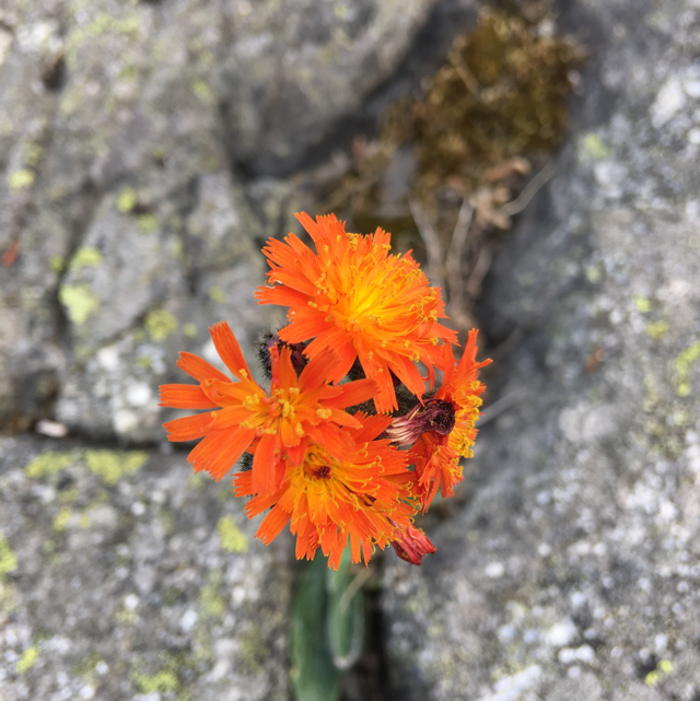 Orange hawkweed