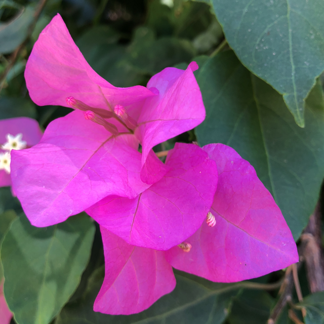 Paper flower