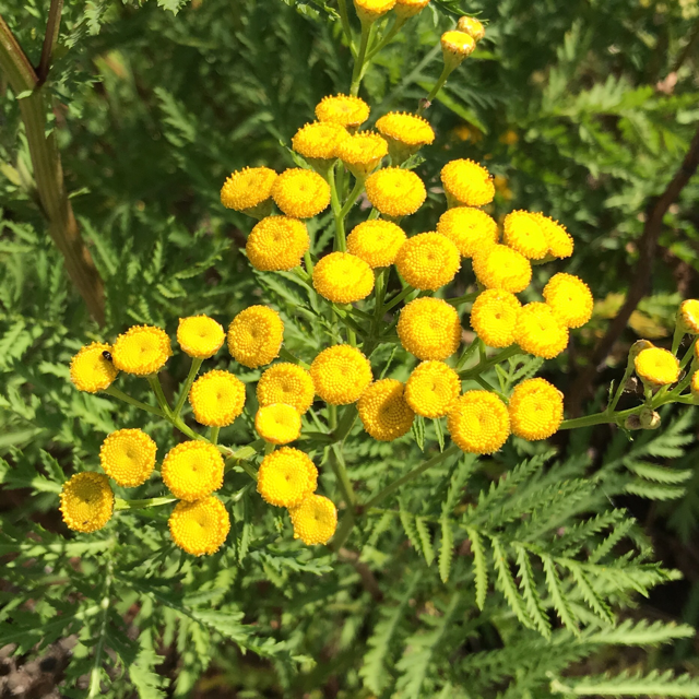 Tansy